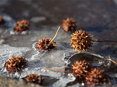 If I`m not slipping on ice, I`m tripping on seedlings.