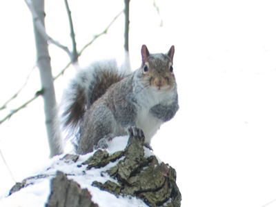 I had a staring contest with a squirrel -- and lost.