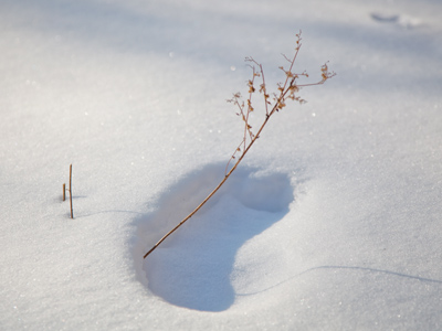 The last snow picture -- for today.