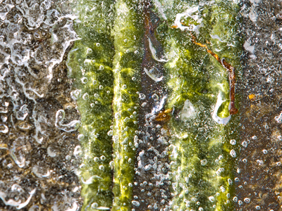 In the frozen food section.