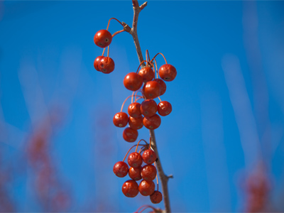 These must be nasty, or the birds would`ve eaten them (see January 19, 2014).