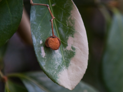 Some little growing thingie.  I forget the Latin name.