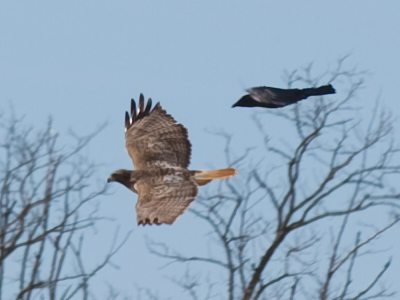 Crow to hawk:  `You`re not welcome here.`