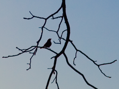 What this Web page needs is more pictures of birds.