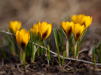 I walked out of the house determined to find some flowers.