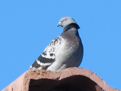 I`d keep my eye on that hawk if I were you.