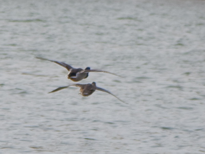 That`s strange, there aren`t any waterfowl on the river . . . [WHOOSH past my left ear]