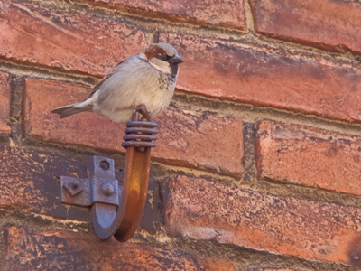 I would`ve walked past if it hadn`t been singing so loudly.