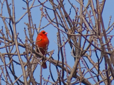 I would`ve walked past if it hadn`t been singing so loudly.