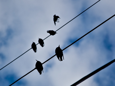 Don`t worry, I won`t forget to include a bird picture today.