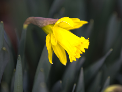 This was my first batch of daffodils of the season, but I found several more later as I walked outside this evening.