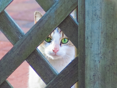 New York photographer Helen Levitt was known for her pictures of kids, though she admitted she didn`t like them.  In a similar way, I take lots of pictures of cats.