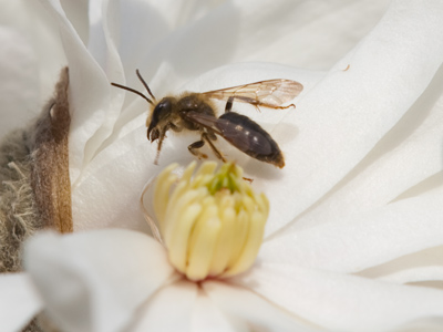 Spring has been happening without me, so after taking pictures of the percussion world championships until 1:30 this morning, I got up early and took photos for myself.