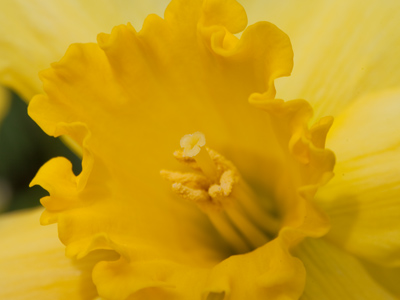 Just one of a million billion golden blossoms.