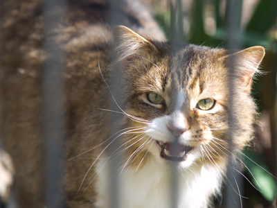 It was barking like crazy.