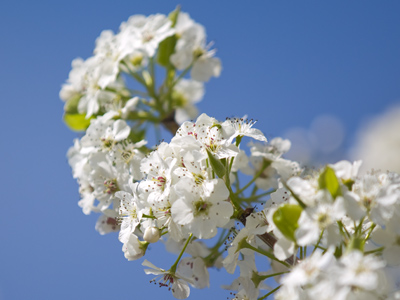 Spring has arrived out of the clear blue sky.
