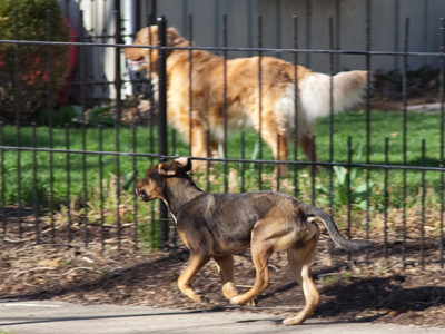 Fences are good at keeping dogs in -- and out.
