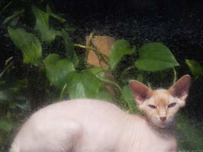 Mr. Bigglesworth under glass.