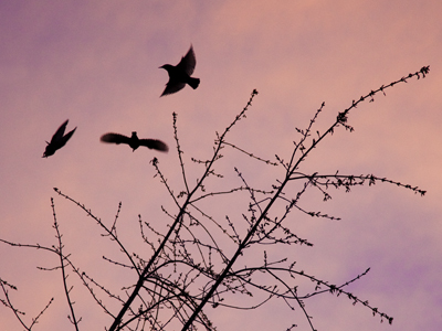 During nesting season, three`s a crowd.