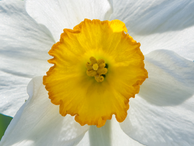 The park was full of people being photographed in their Easter finery.  I just wanted to shoot flowers and bugs.