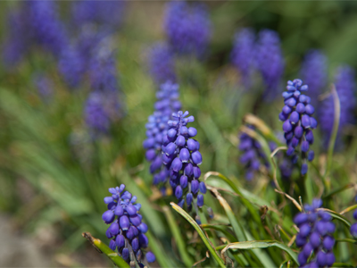 Today I`m listening to Handel`s `Messiah.`  You do know it`s an Easter piece, don`t you?