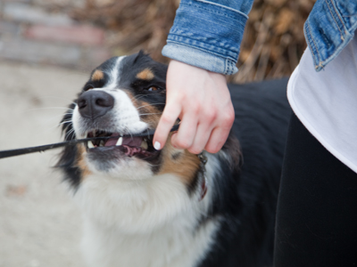 I abandoned the mailboxes when I saw this familiar snout (see January 4, 2013).