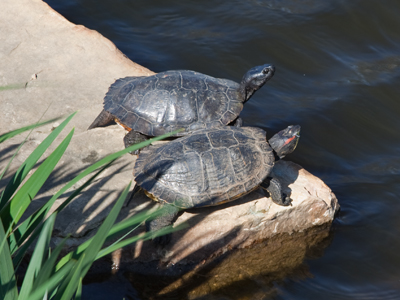 `It`s pretty here, isn`t it?`  `Yes Barbara, and that`s why I asked you to meet me.  I wanted to ask you something important.` `Oh Jerry, let`s not spoil what we have!`