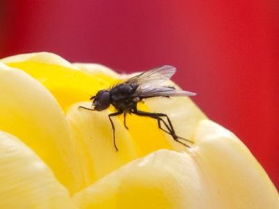 On a spring evening, even ugly things are photogenic.