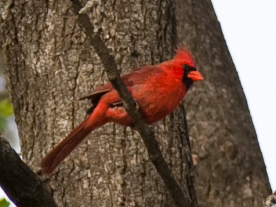 It was singing a happy song.