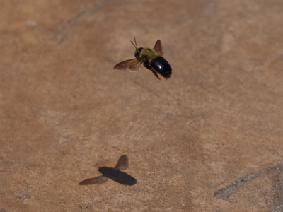 Two bees or not two bees?