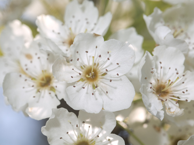 A picture of springtime.