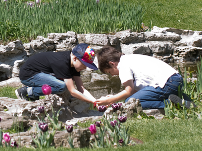 They just discovered the tadpoles (see April 24 above).  `That`s an awful lot of baby frogs!`