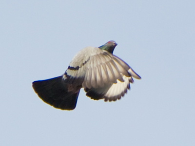 Flap your wings if you feel like a room without a roof.