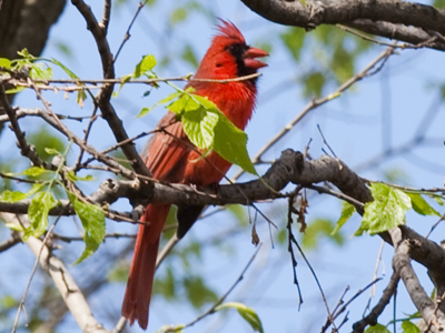 At the peak of his song, his whole body shook.