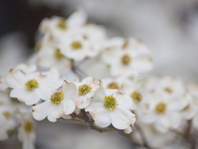 Trees are blossoming.  Go outside right now!
