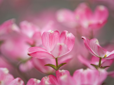 Trees are blossoming.  Go outside right now!