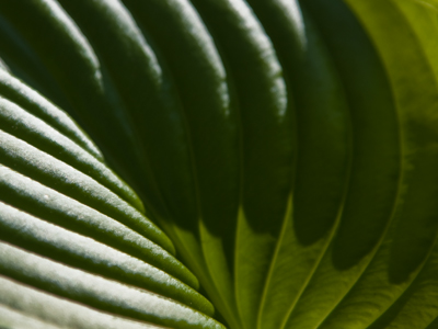 I regret that I have but one leaf to give for this Web page.