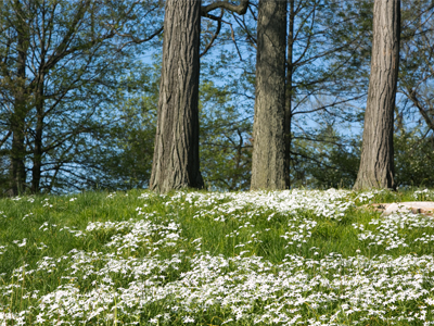 I arrived at the park and thought, `They need to mow.`  Then I saw this and thought, `Glad they haven`t mowed.`