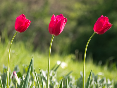 I am ashamed to admit when I saw these tulips together, I said `Awwww!`