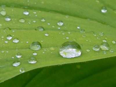 It was raining as I drove to the park, but I kept going and it had stopped by the time I arrived.