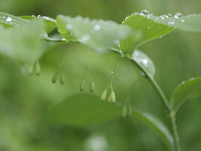 Solomon`s seal ready to bloom.