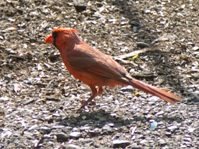 The best place to find seeds is beneath the bird feeder.