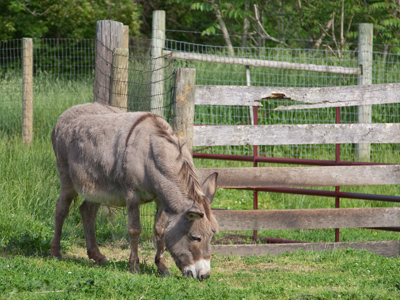 Hey, can I burro your donkey?