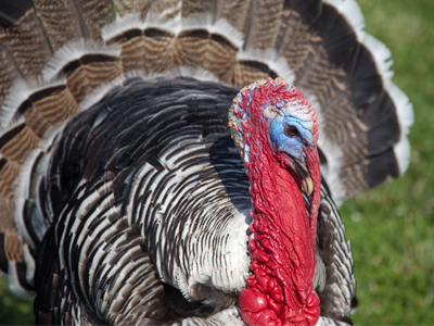 It kept coming toward me shaking its tail feathers.  I`m not sure if it was trying to threaten me or court me.