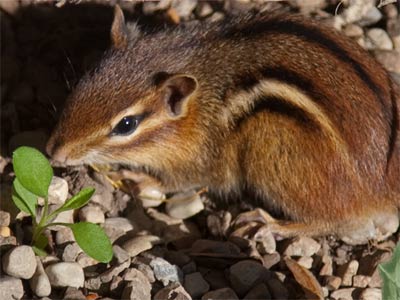 It could`ve run away, but just sat and stared at me a while.
