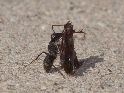 Can I help you carry that?