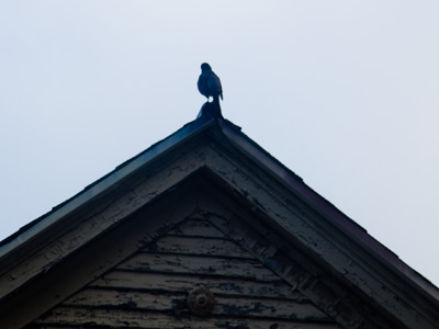 Taken while waiting my toast to pop for breakfast.