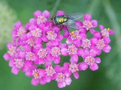 The colors of springtime.