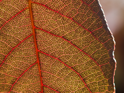 I seem to take this picture every year -- for good reason.