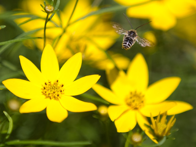 Live alone in the bee-loud glade, and I shall have some peace there. WILLIAM BUTLER YEATS